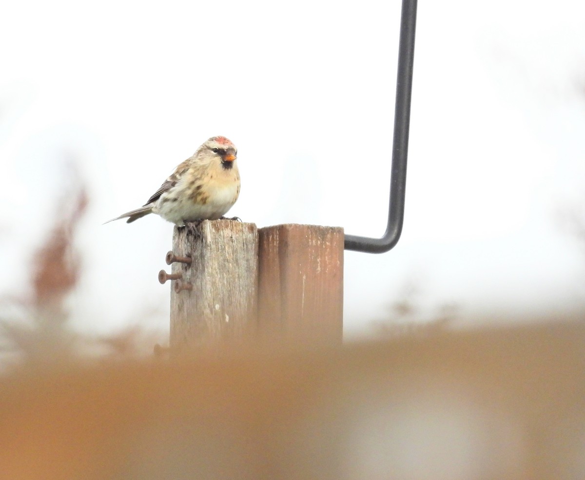 ベニヒワ - ML645348320