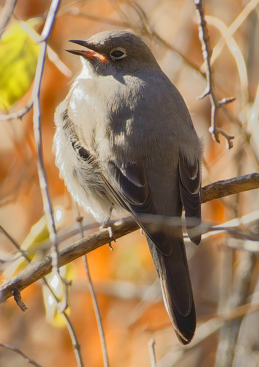 Townsend's Solitaire - ML645348321