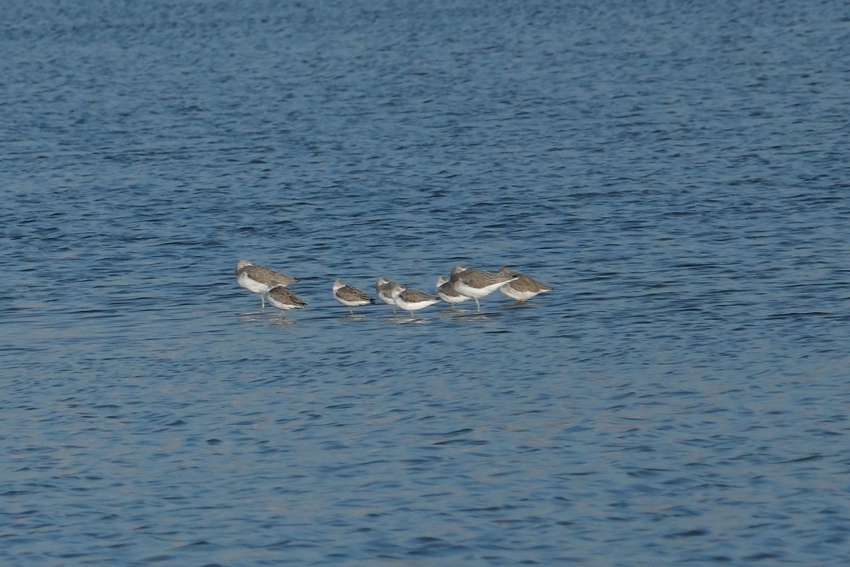 Marsh Sandpiper - ML645348332
