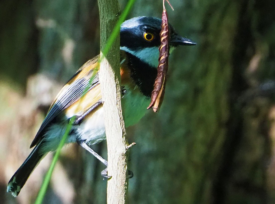 Kapschnäpper (capensis) - ML645348334