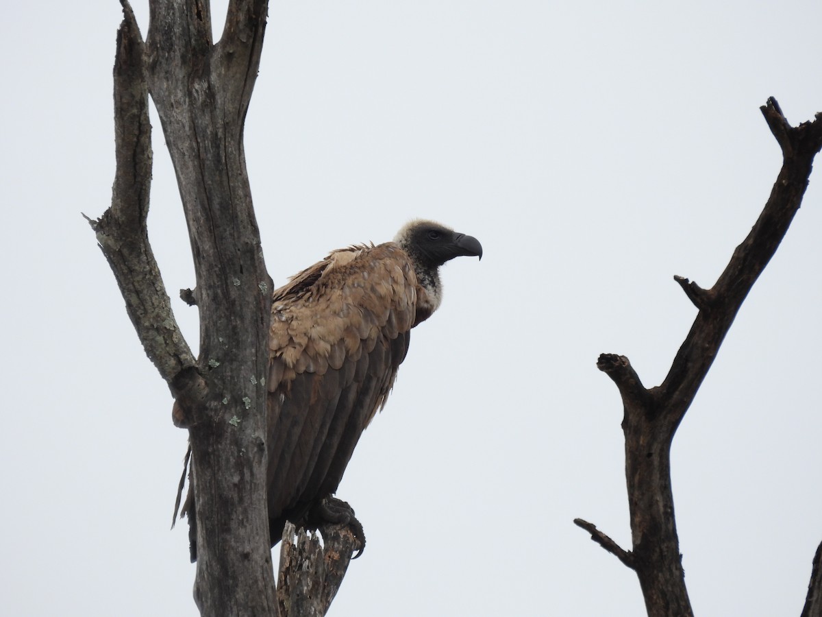White-backed Vulture - ML645348338