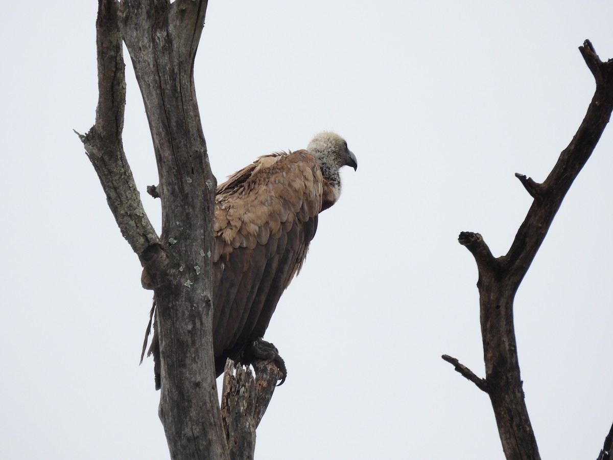 White-backed Vulture - ML645348339