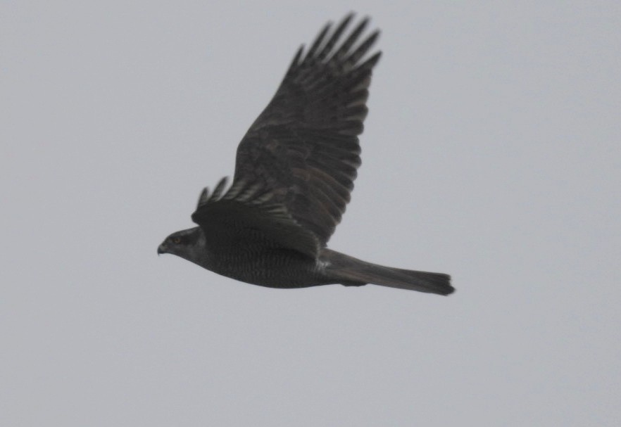 נץ גדול - ML645348342