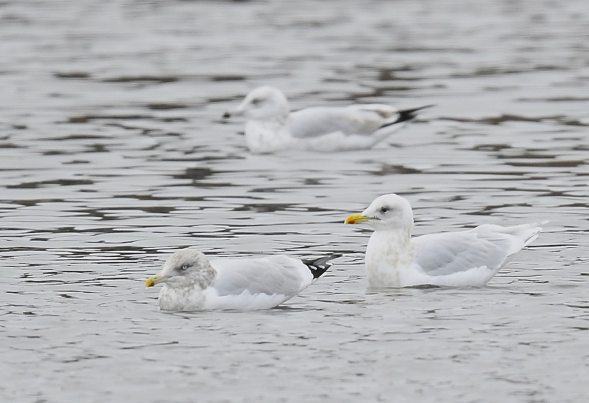 Gabbiano d'Islanda - ML645348353