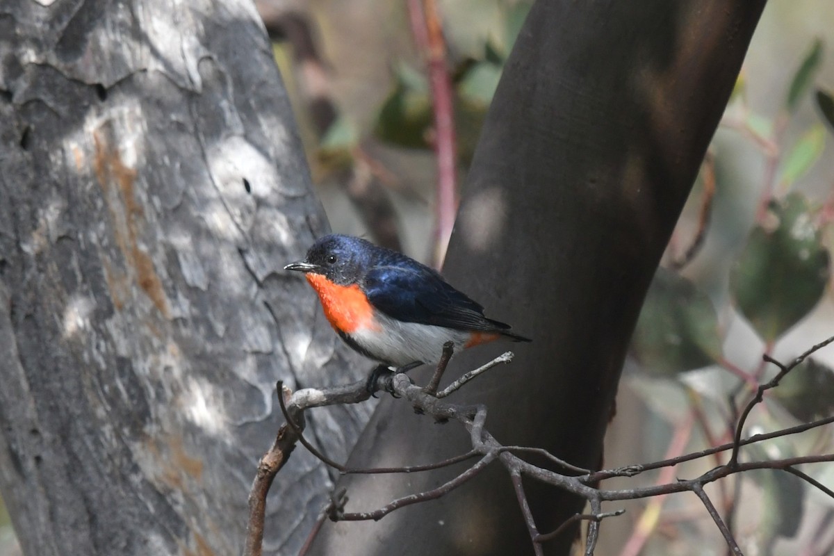 Mistletoebird (Australian) - ML645348356