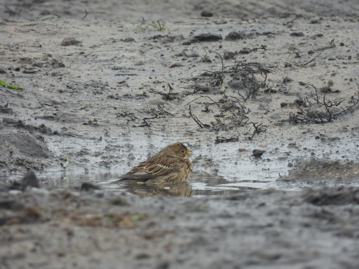 Corn Bunting - ML645348359