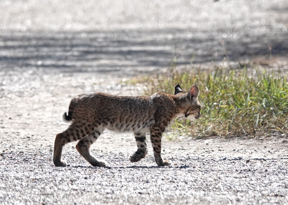 Bobcat - ML645348370