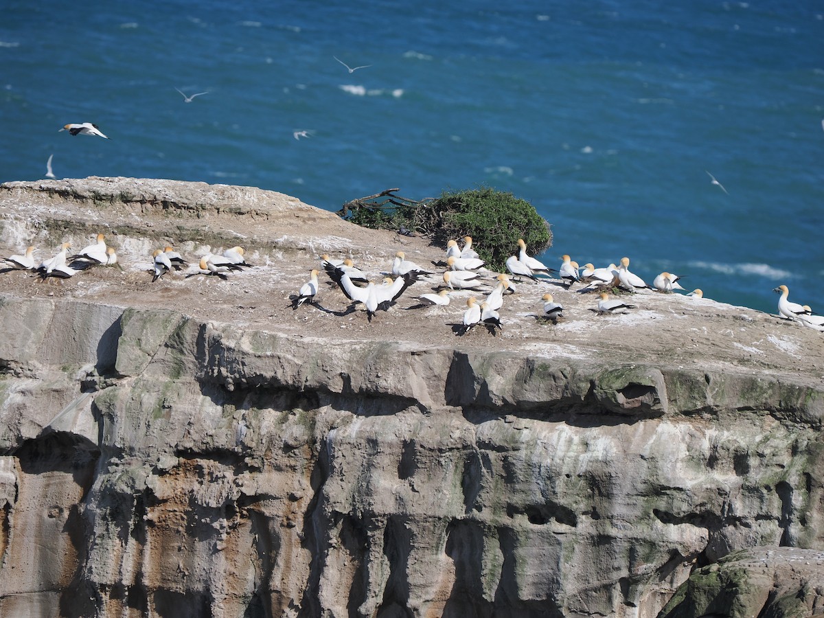 Australasian Gannet - ML645348381