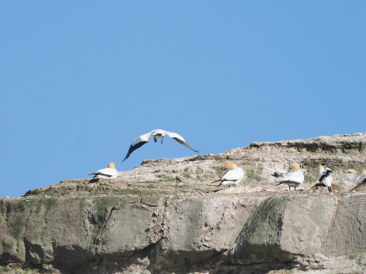 Australasian Gannet - ML645348382