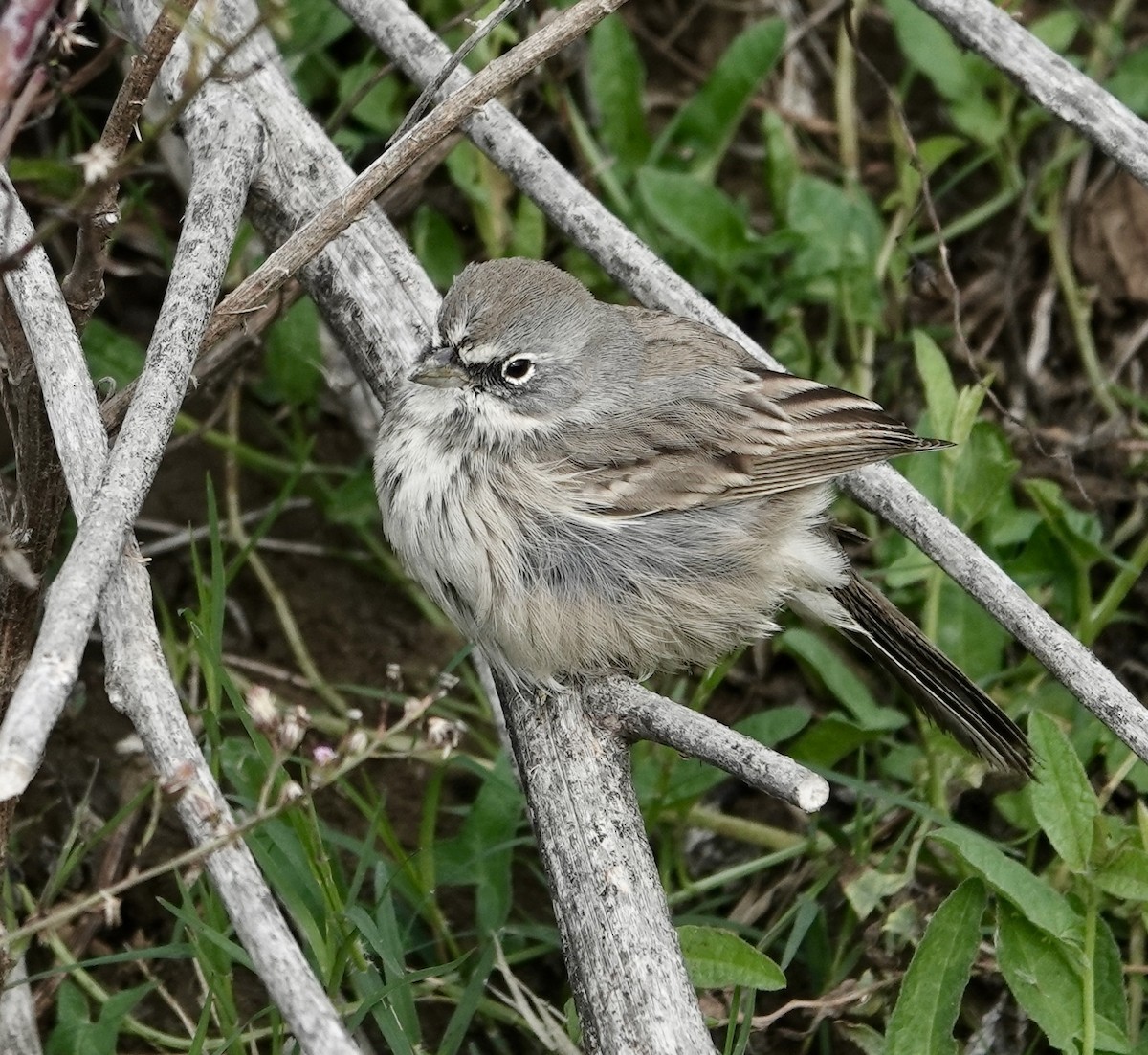 Sagebrush Sparrow - ML645348391