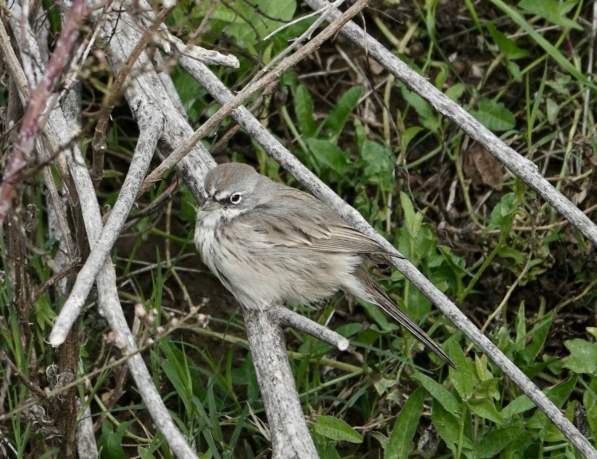 Sagebrush Sparrow - ML645348393