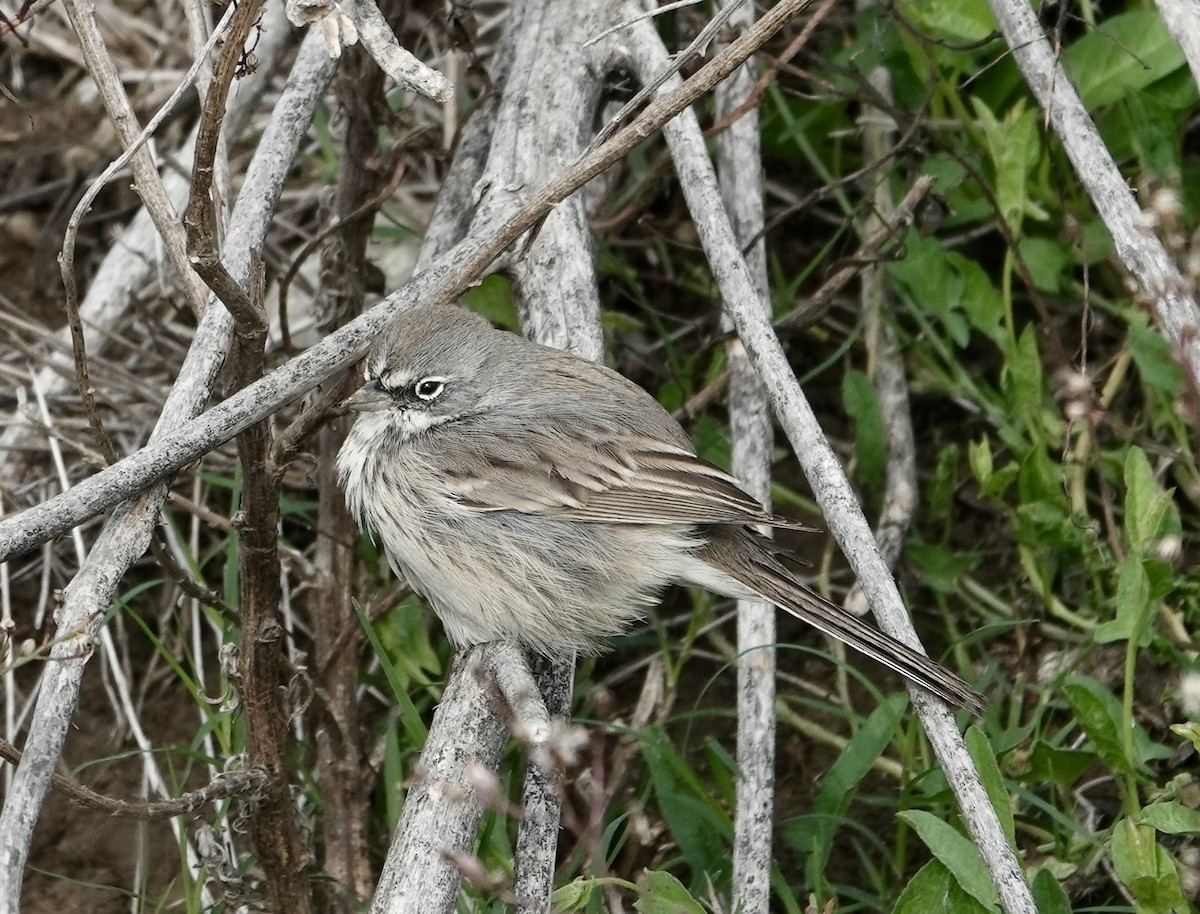 Sagebrush Sparrow - ML645348394