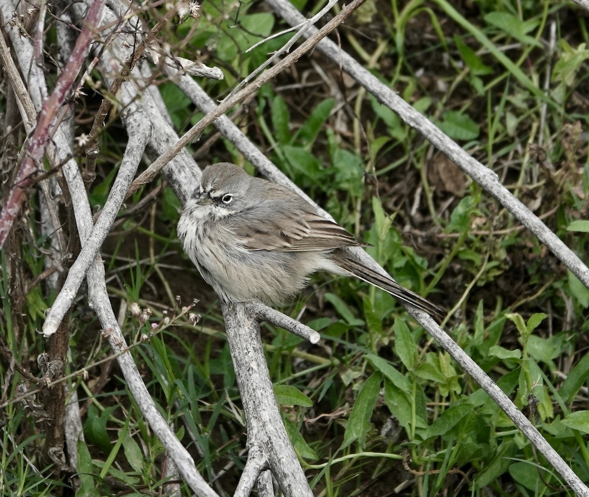 Sagebrush Sparrow - ML645348395