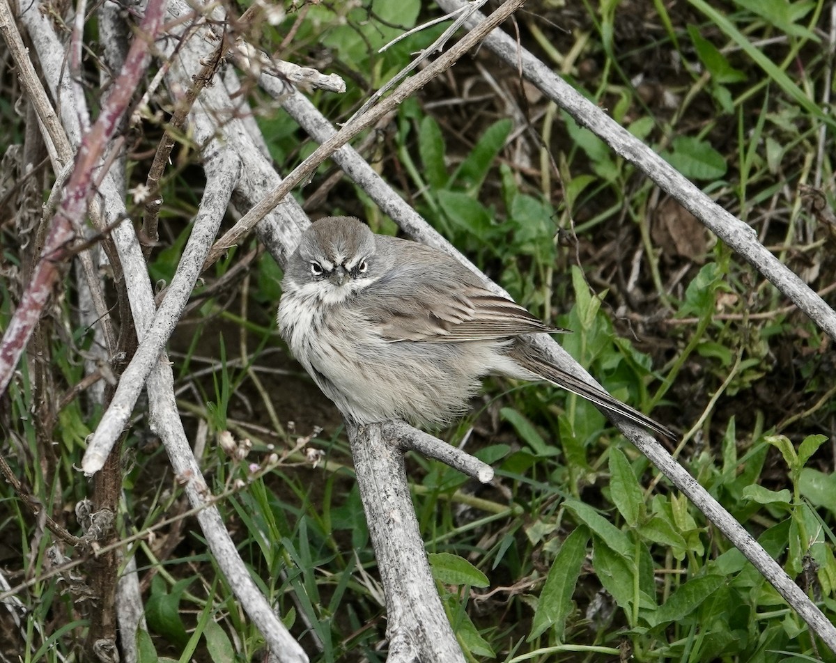 Sagebrush Sparrow - ML645348396