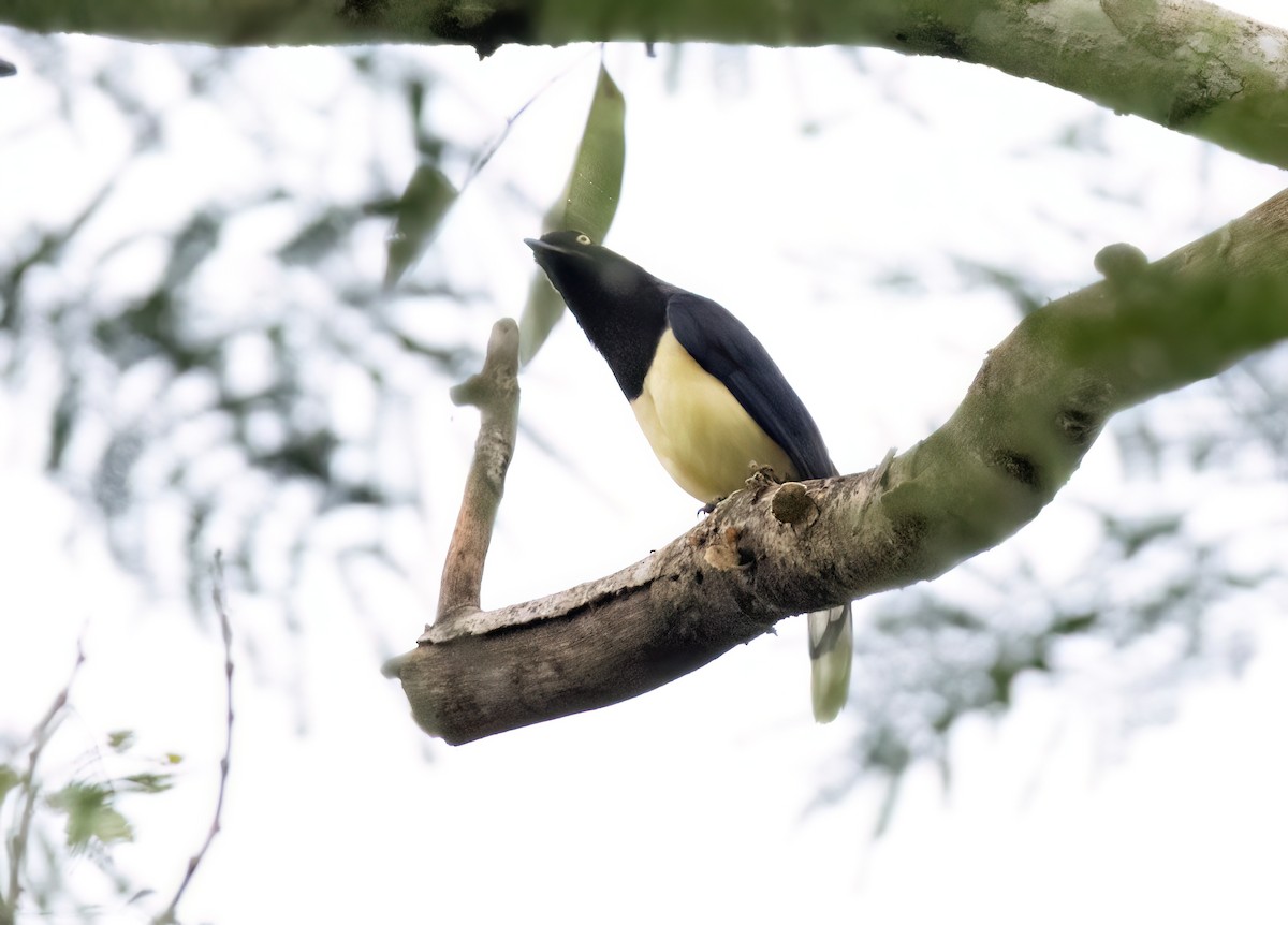 Black-chested Jay - ML645348399