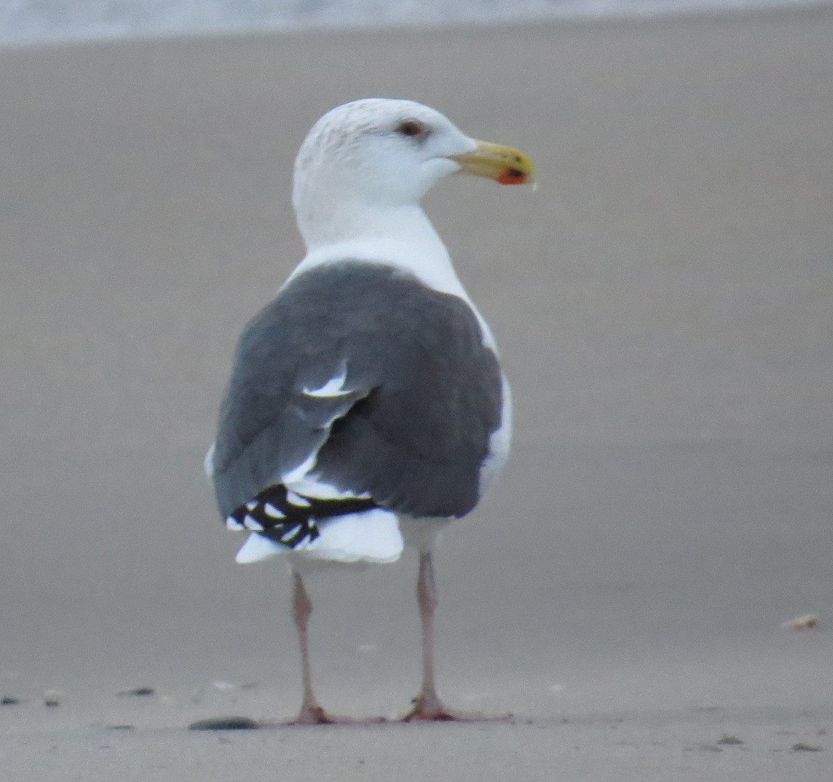 racek mořský - ML645348400