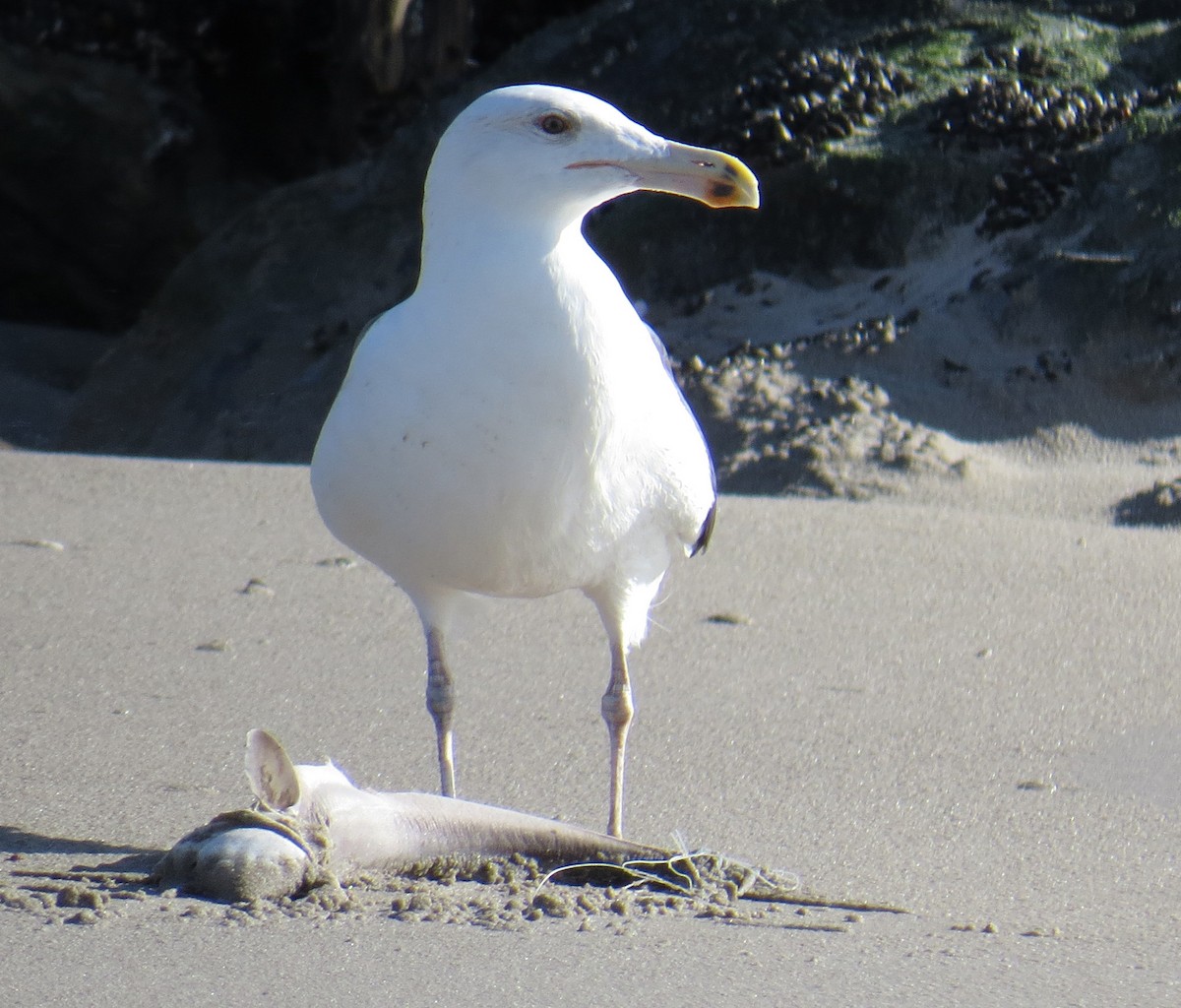 racek mořský - ML645348401