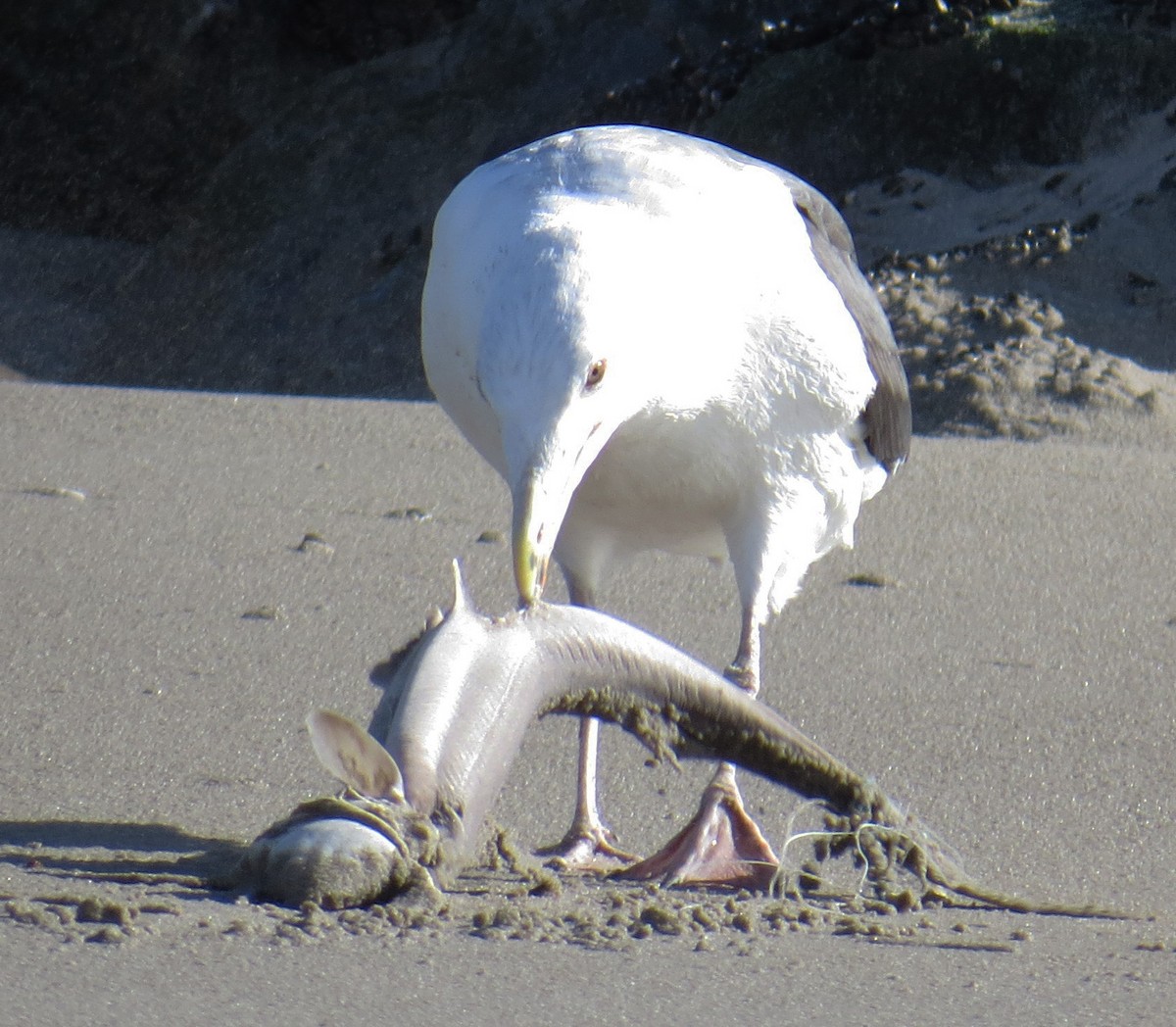 racek mořský - ML645348402