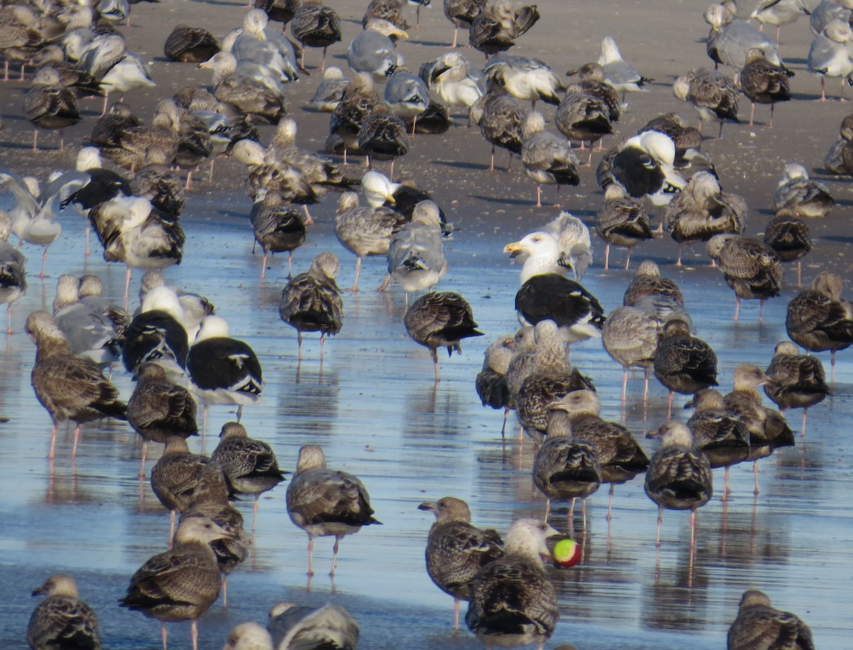 racek mořský - ML645348403