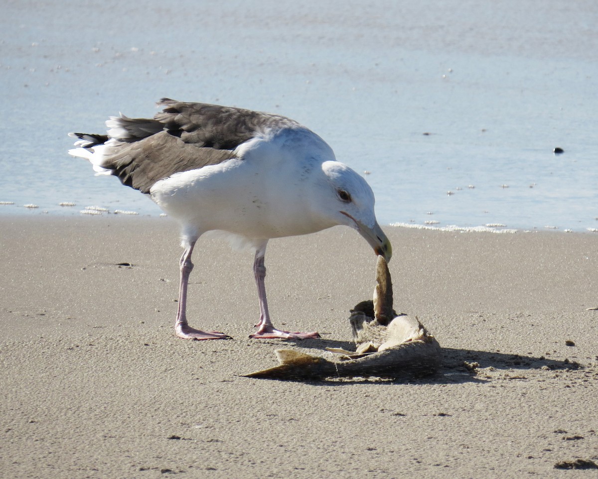 racek mořský - ML645348404