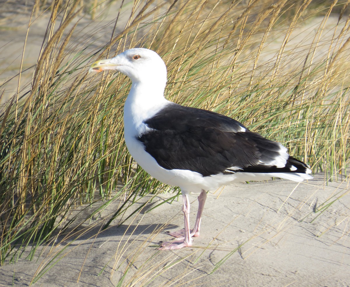 racek mořský - ML645348405