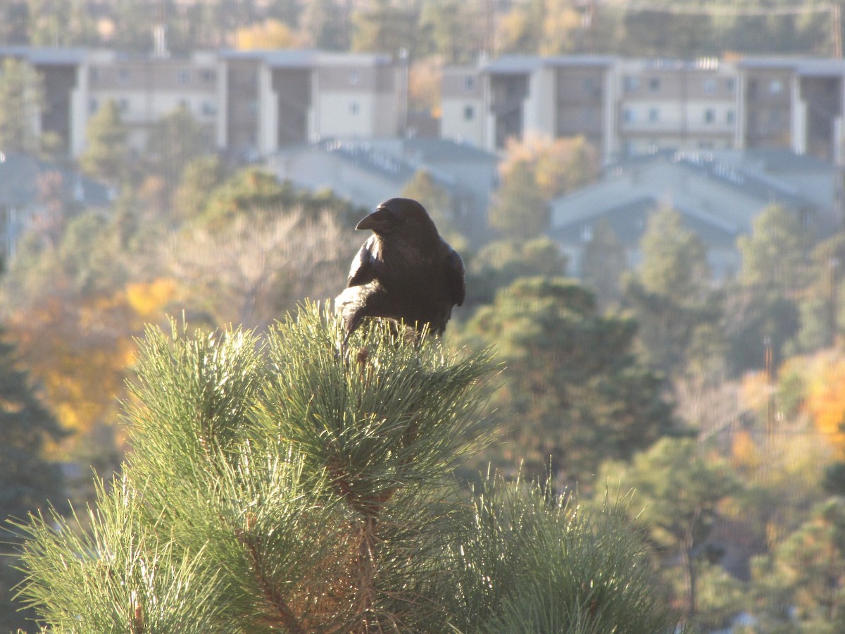 Common Raven - ML645348406