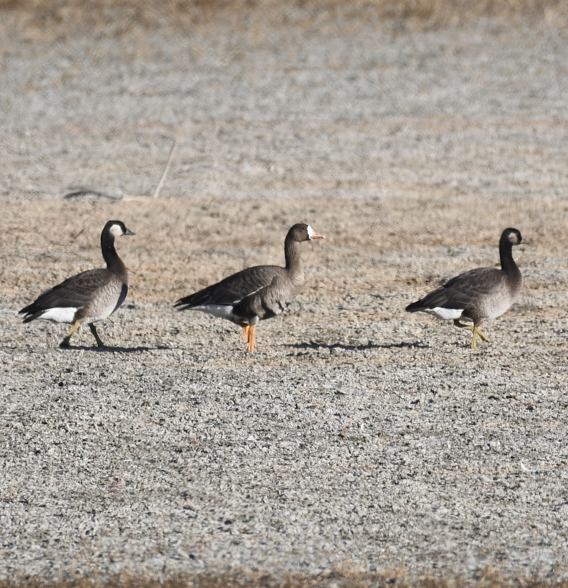 Greater White-fronted x Cackling Goose (hybrid) - ML645348420