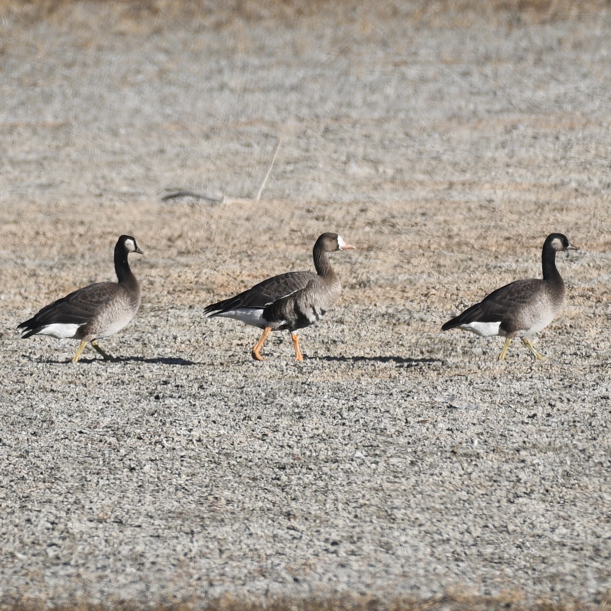 Greater White-fronted x Cackling Goose (hybrid) - ML645348421