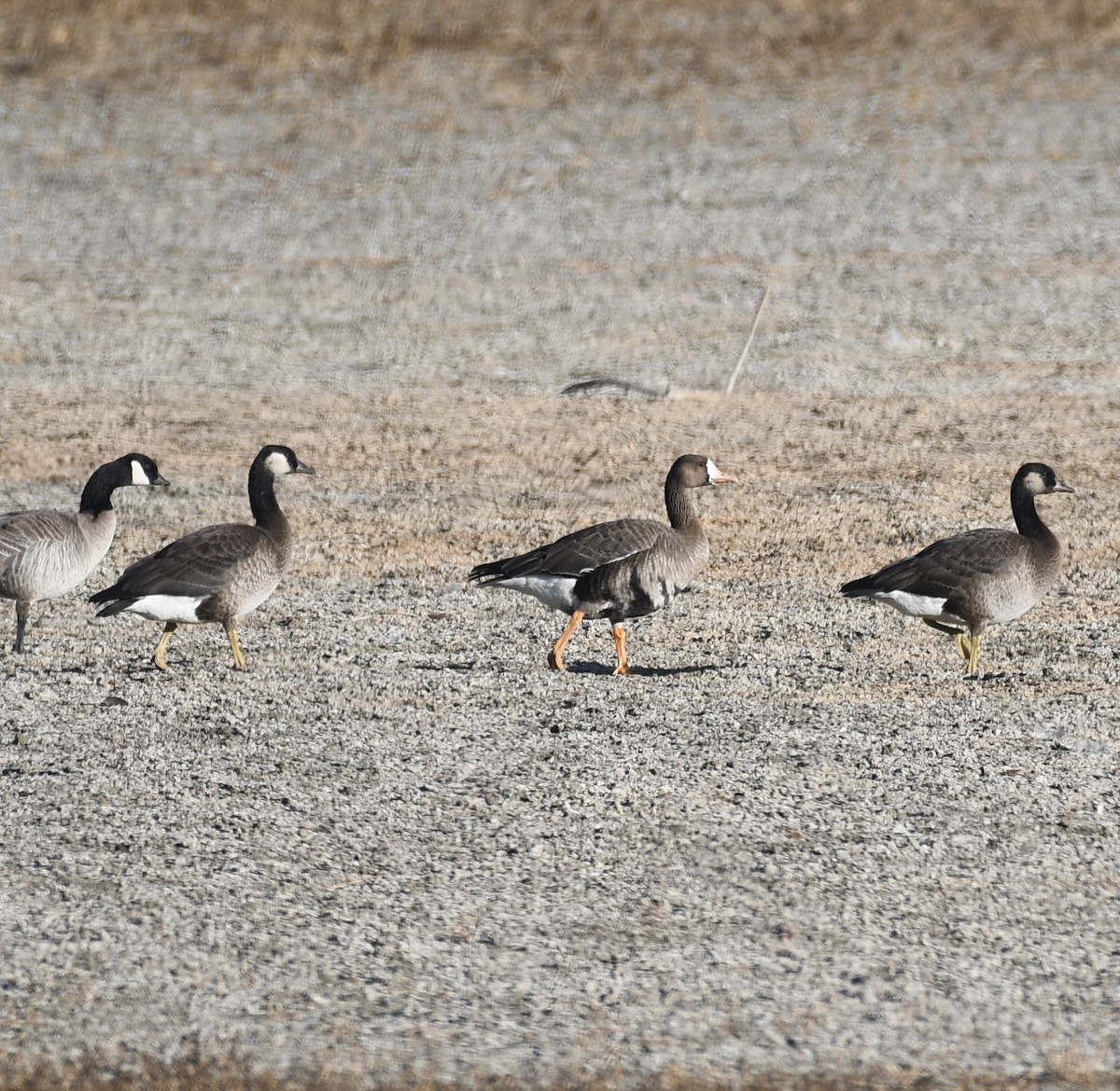 Greater White-fronted x Cackling Goose (hybrid) - ML645348422