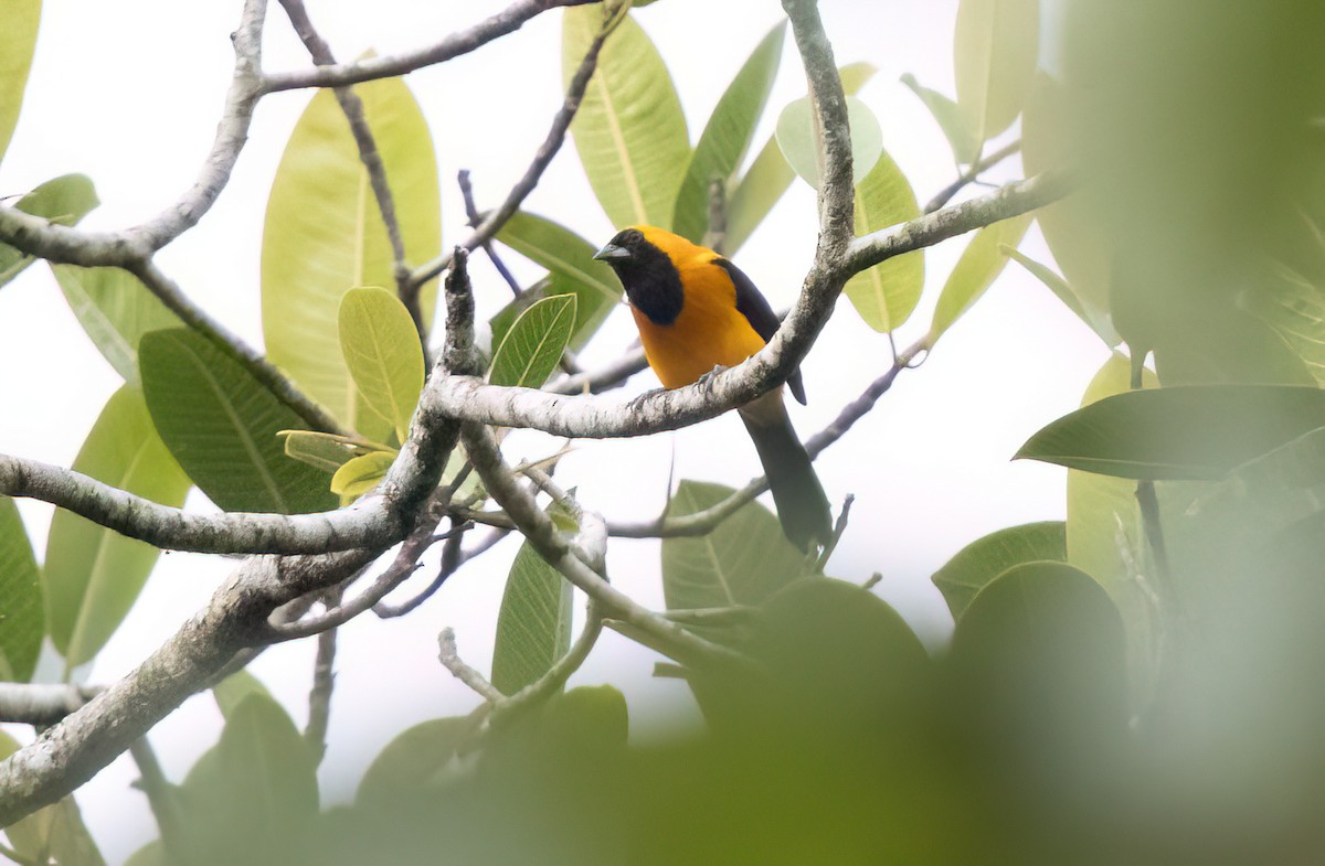 Yellow-backed Oriole - ML645348431
