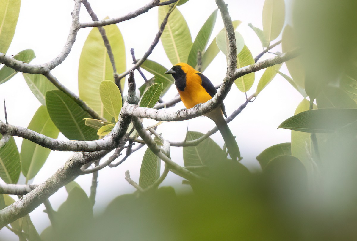 Yellow-backed Oriole - ML645348432