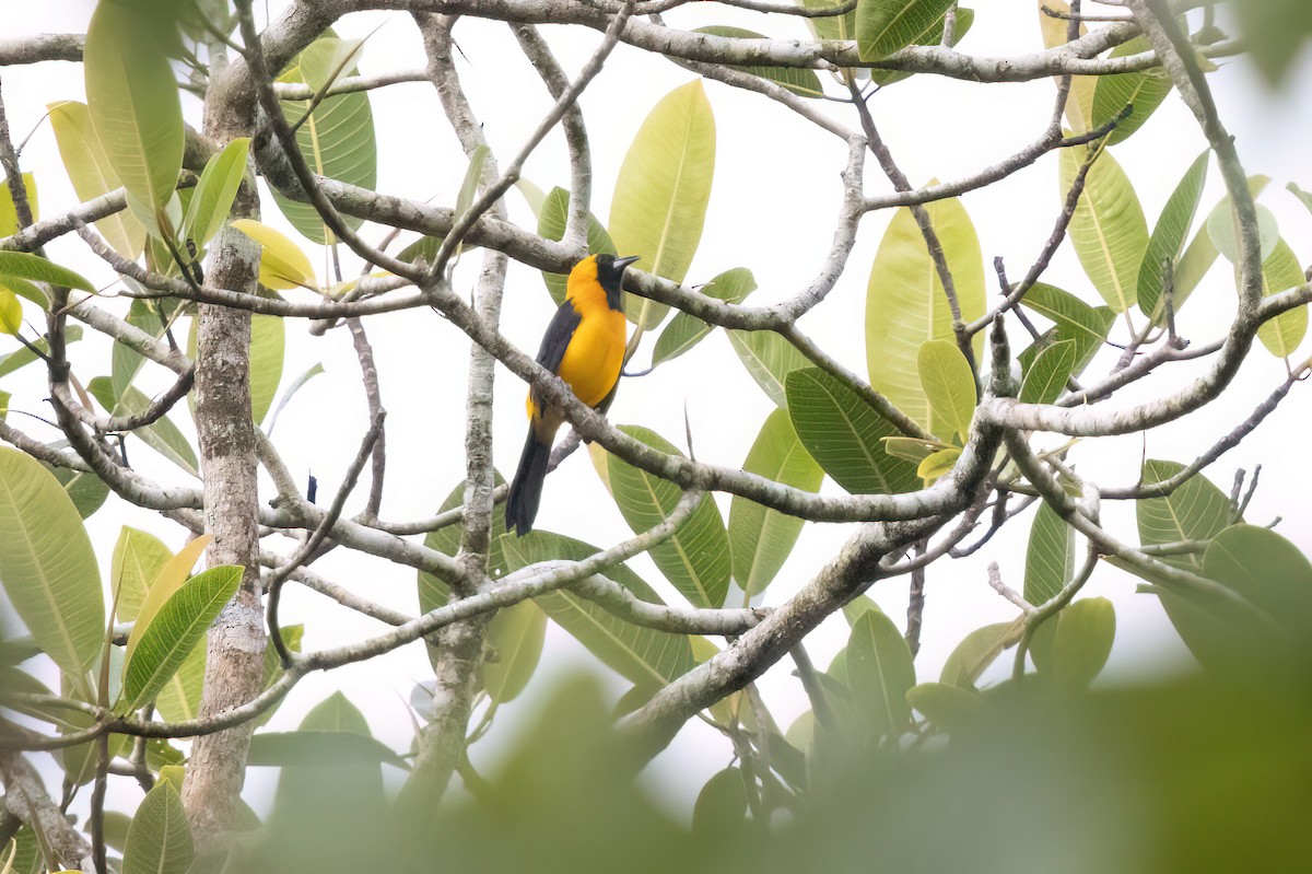 Yellow-backed Oriole - ML645348433