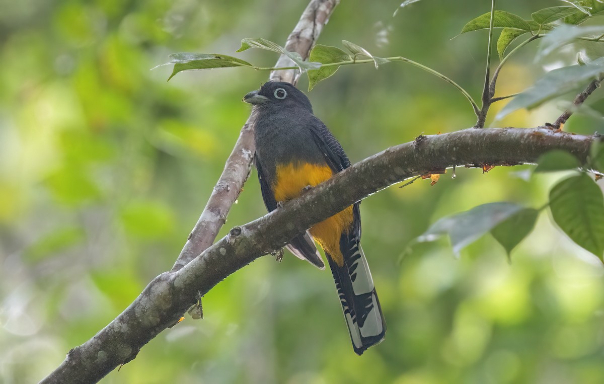 White-tailed Trogon - ML645348442