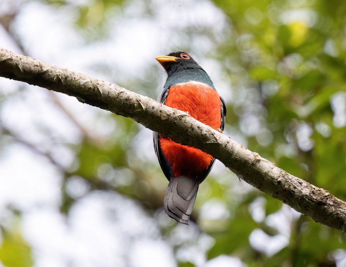 Black-tailed Trogon (Large-tailed) - ML645348457