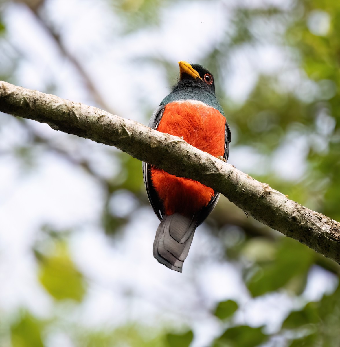 Black-tailed Trogon (Large-tailed) - ML645348458