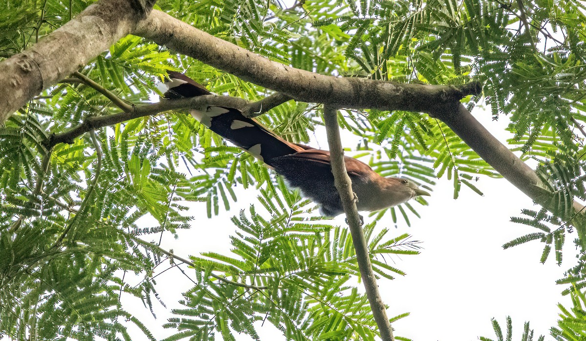 Common Squirrel-Cuckoo (Middle American) - ML645348480