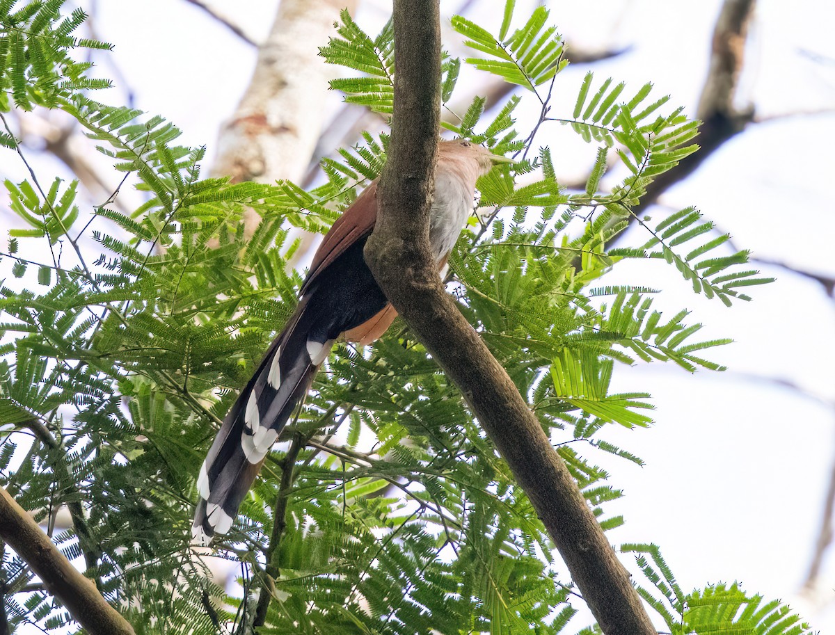 Common Squirrel-Cuckoo (Middle American) - ML645348481