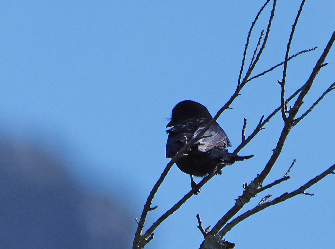Fork-tailed Drongo (adsimilis Group) - ML645348483
