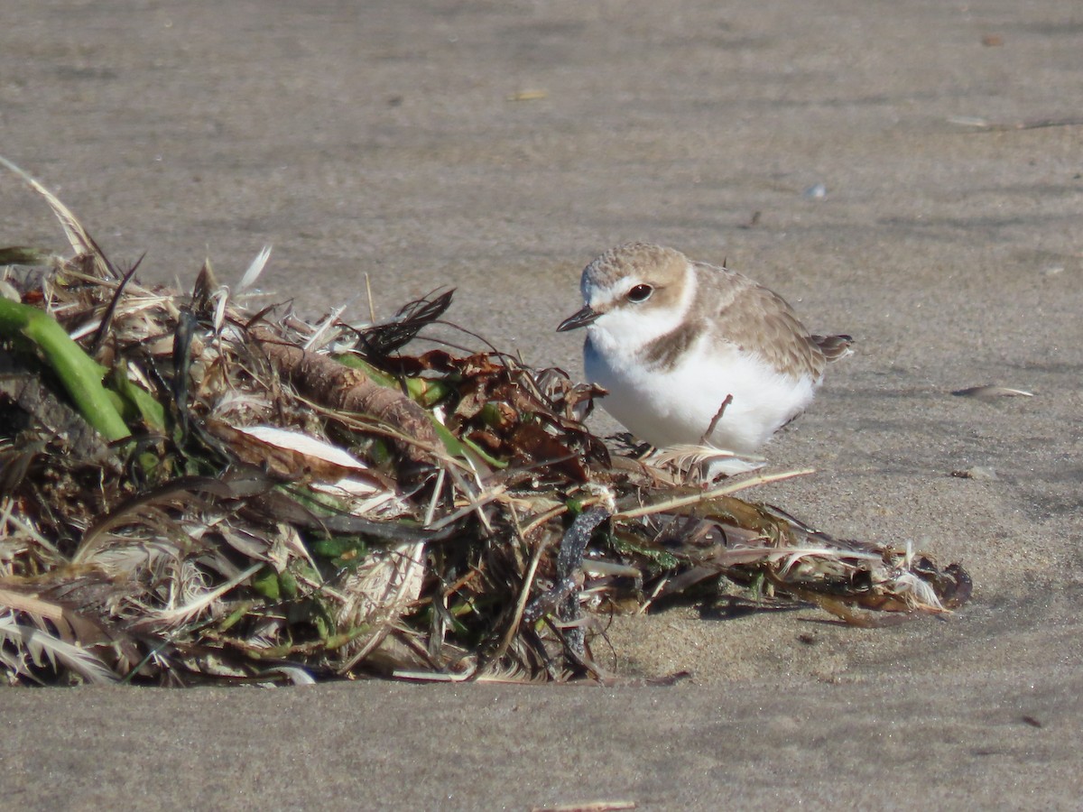 Snowy Plover - ML645348496
