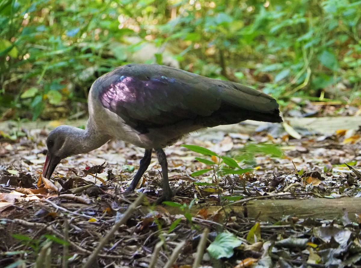 Hadada Ibis - ML645348514