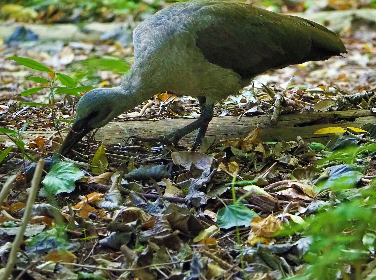 Hadada Ibis - ML645348515