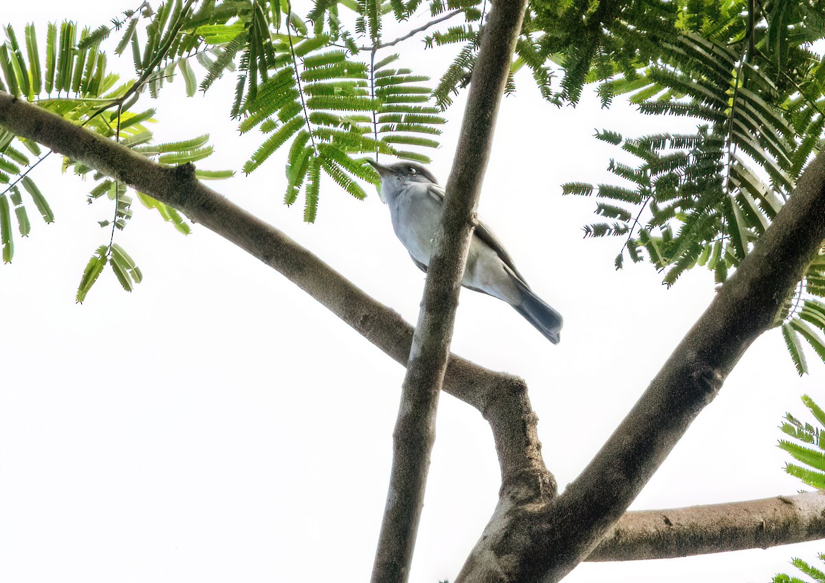 Choco Sirystes - ML645348539