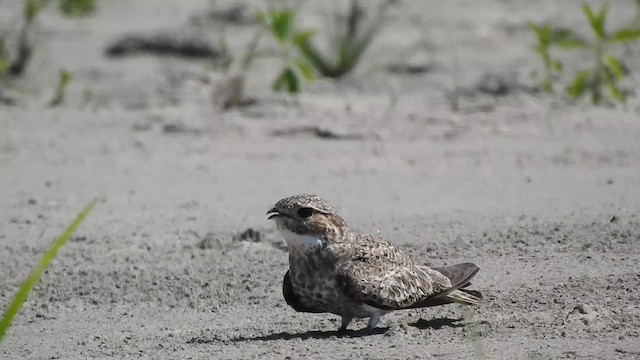 スナイロアメリカヨタカ - ML645348552