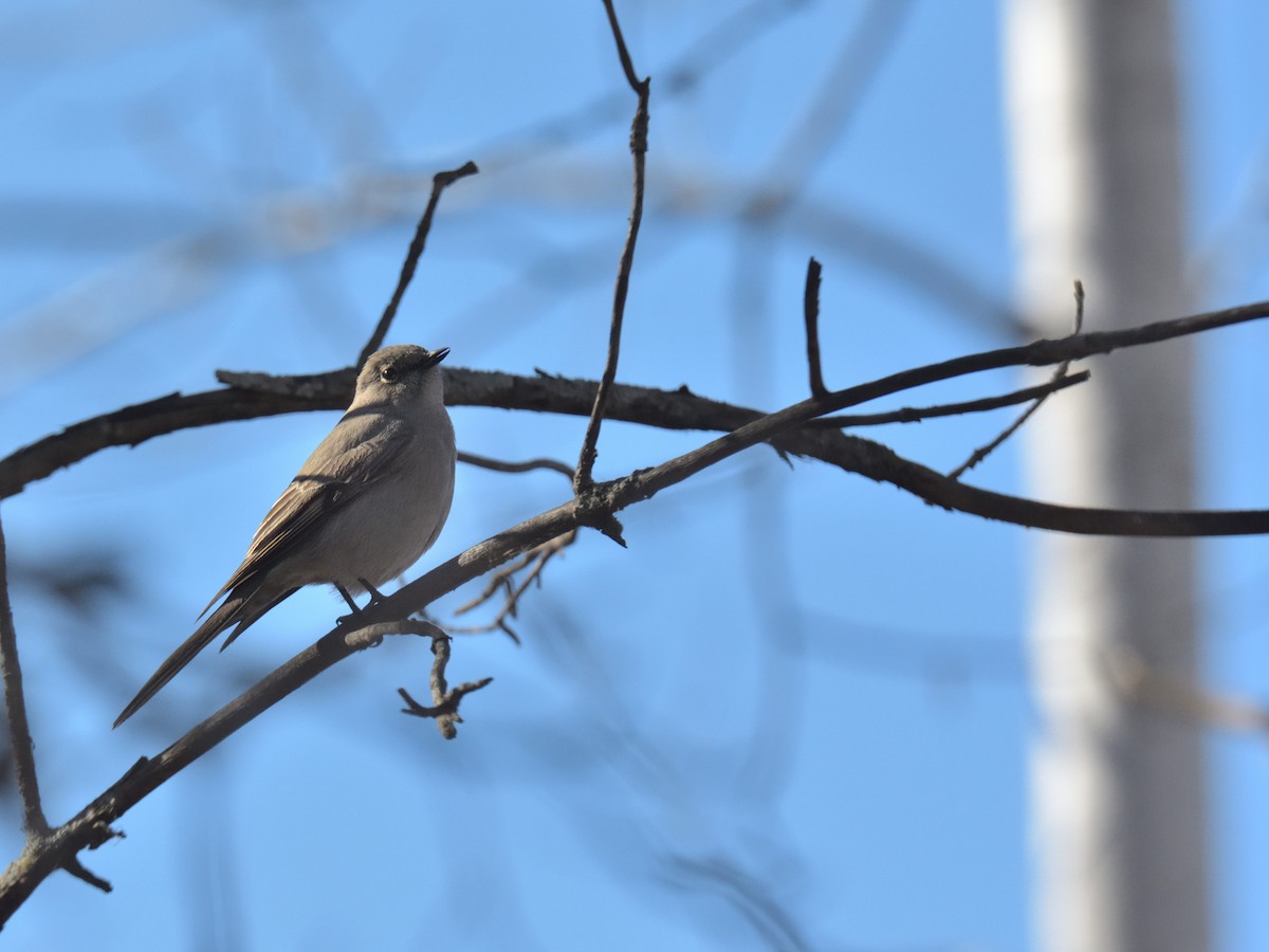 Townsend's Solitaire - ML645348553