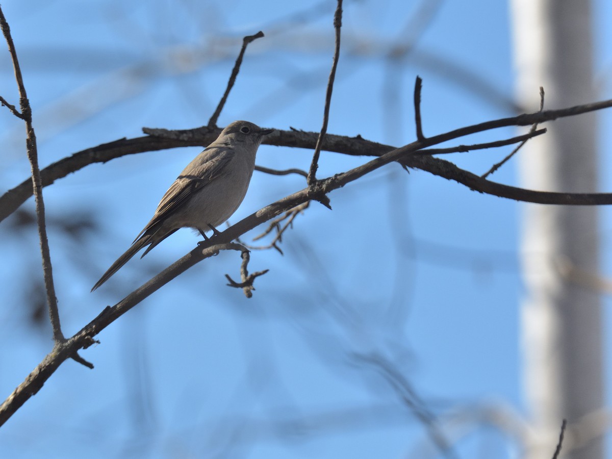 Townsend's Solitaire - ML645348554