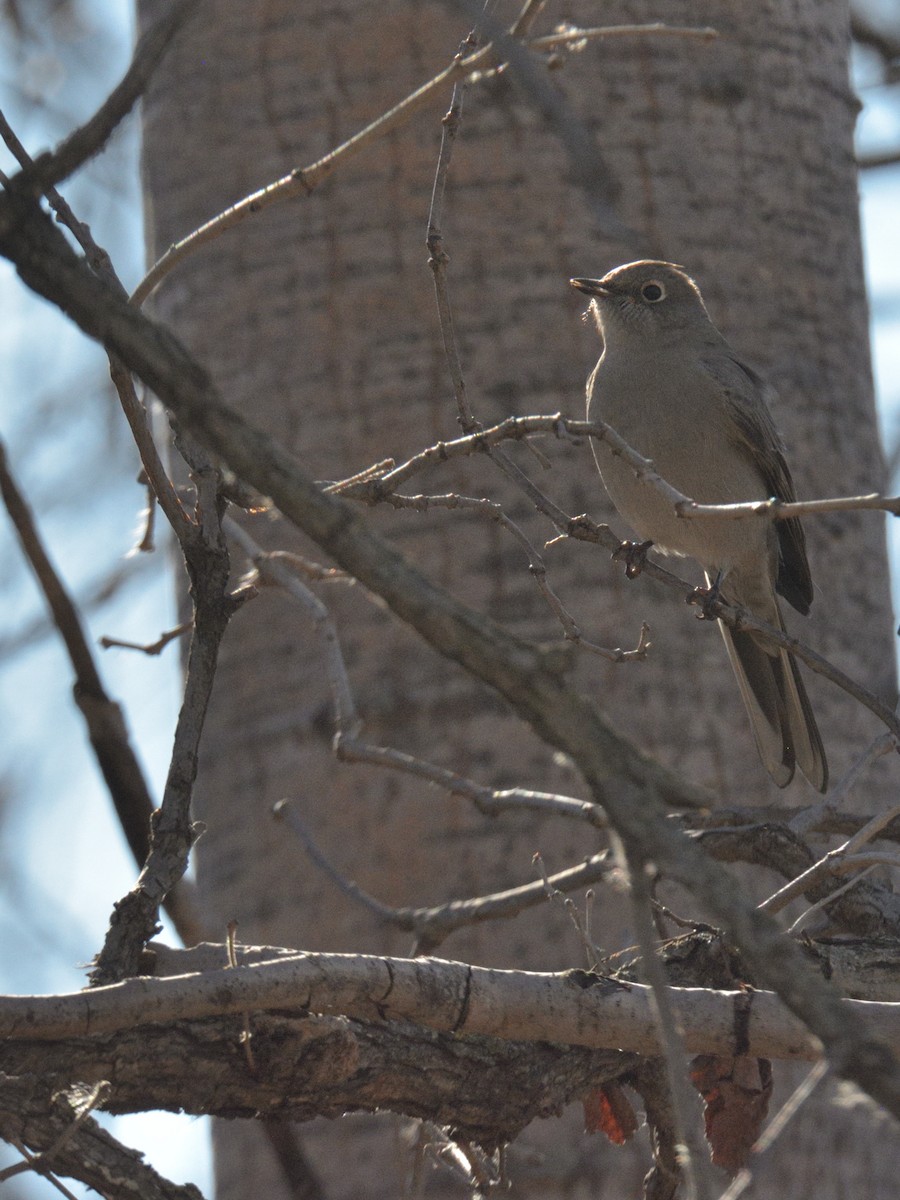 Townsend's Solitaire - ML645348555