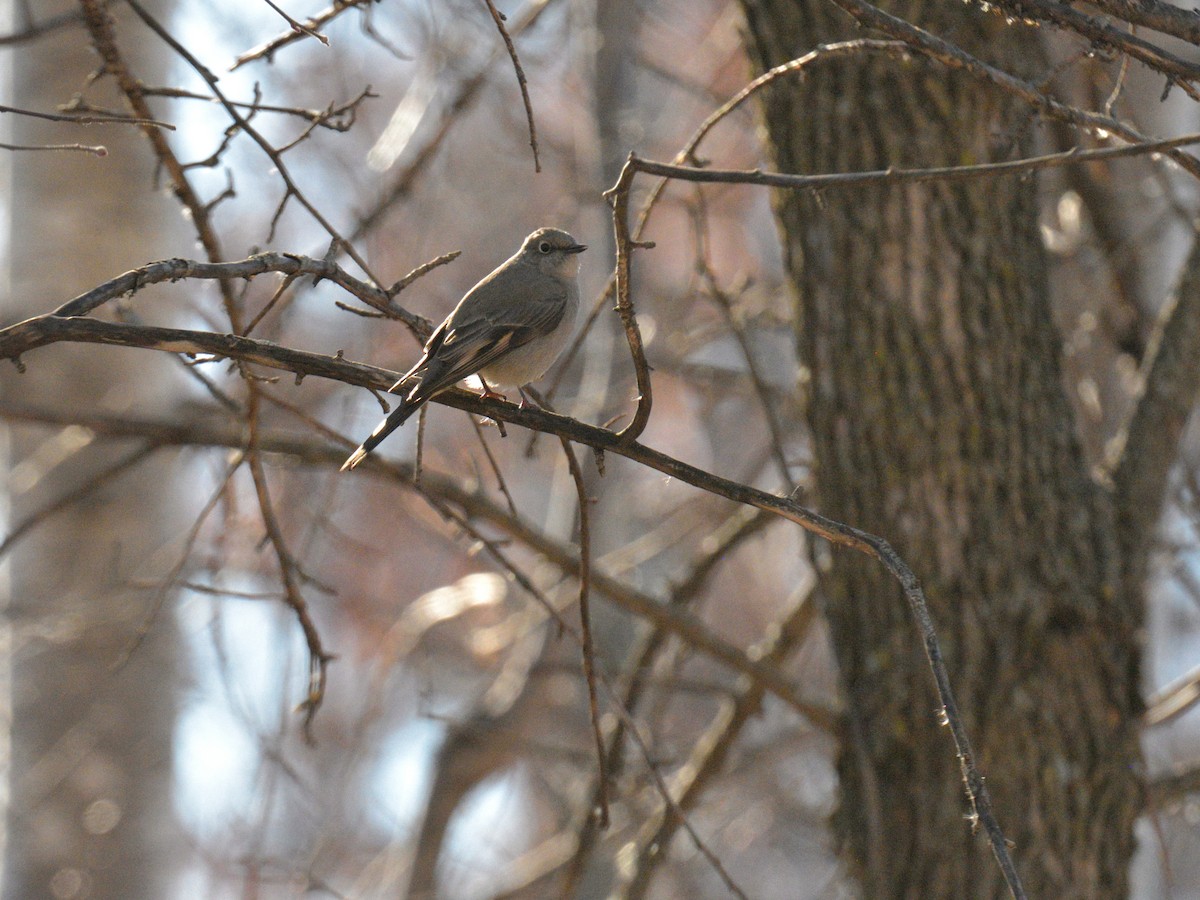 Townsend's Solitaire - ML645348556