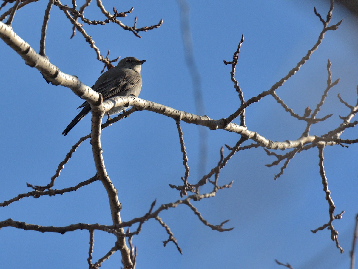 Townsend's Solitaire - ML645348559