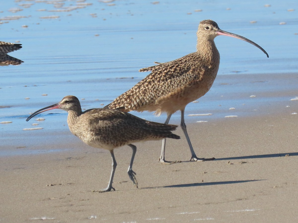 Long-billed Curlew - ML645348564