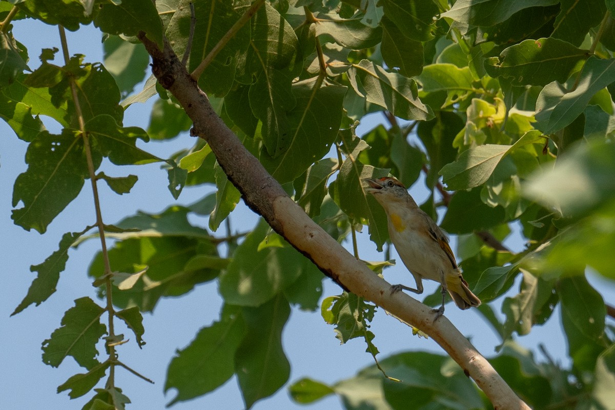 Red-browed Pardalote - ML645348574